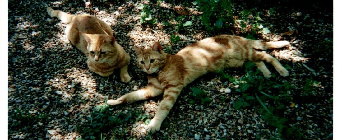 Tom et Jack